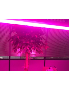 Linéaire LED CREE Grow PRO 160W